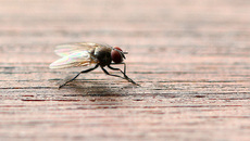 Stubenfliege (3).jpg